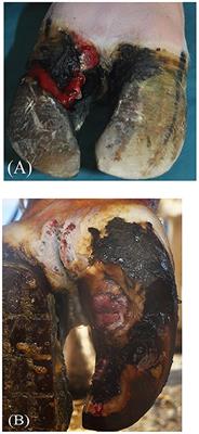 “Non-healing” claw horn lesions in dairy cows: Clinical, histopathological and molecular biological characterization of four cases